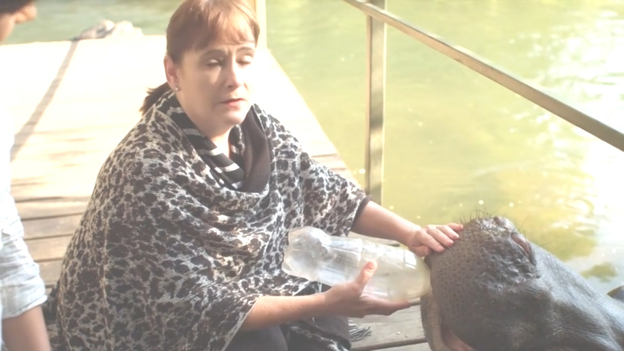 13岁的野生河马恋家如命!谁曾经还不是个宝宝呢?